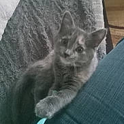 Little Bear joined the competition — help win amazing prizes! animal, blanket, casual, cat, clinging, close_up, companion, cozy, curious, cute, domestic, feline, gray_fur, human_leg, indoor, kitten, pet, resting, soft_texture, young_animal