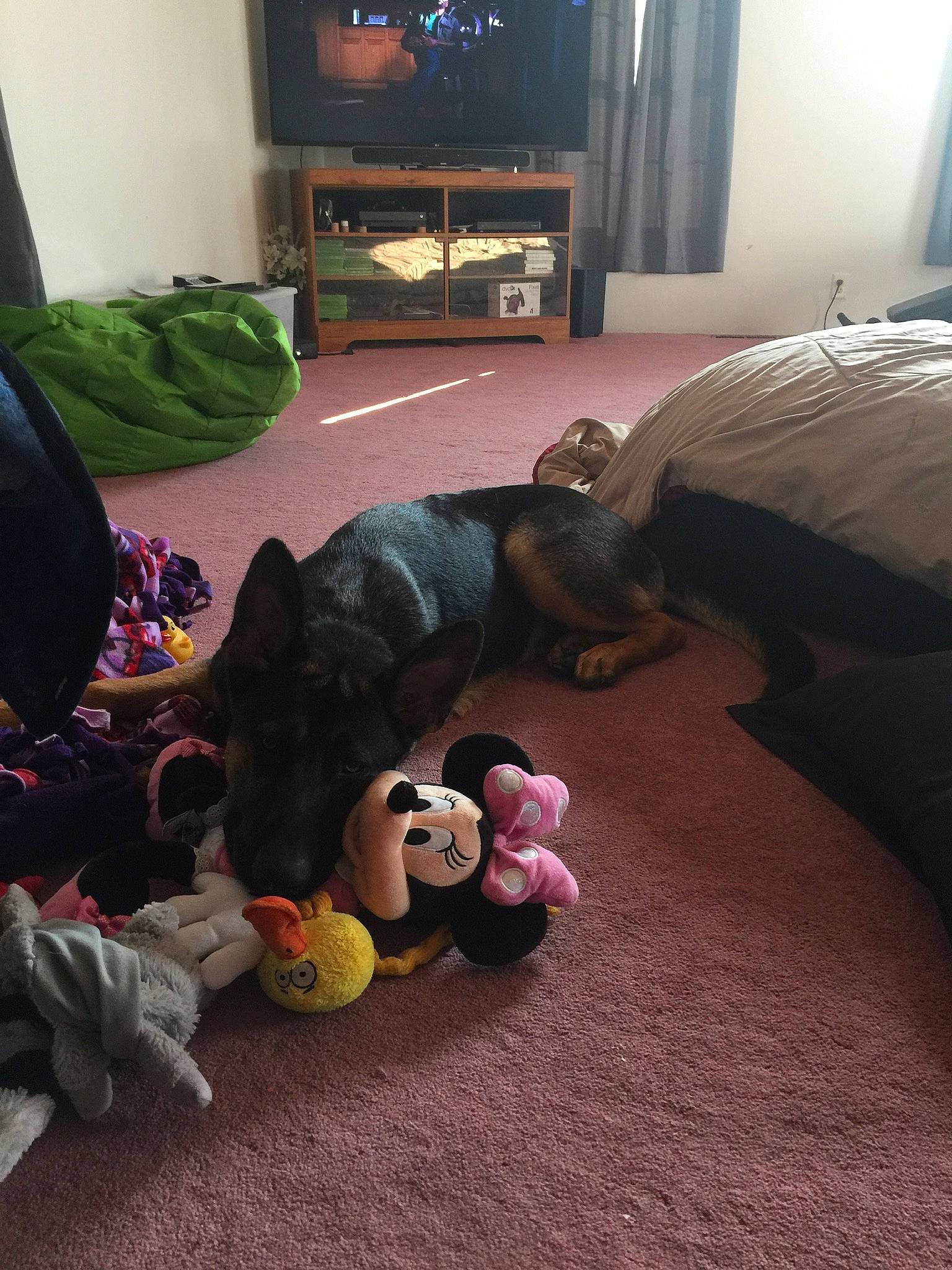 Khaos joined the competition — help win amazing prizes! comfort, companion_dog, couch, curtain, floor, flooring, hardwood, human_body, interior_design, leg, lighting, living_room, picture_frame, room, stuffed_toy, television, television_set, textile, toy, wood