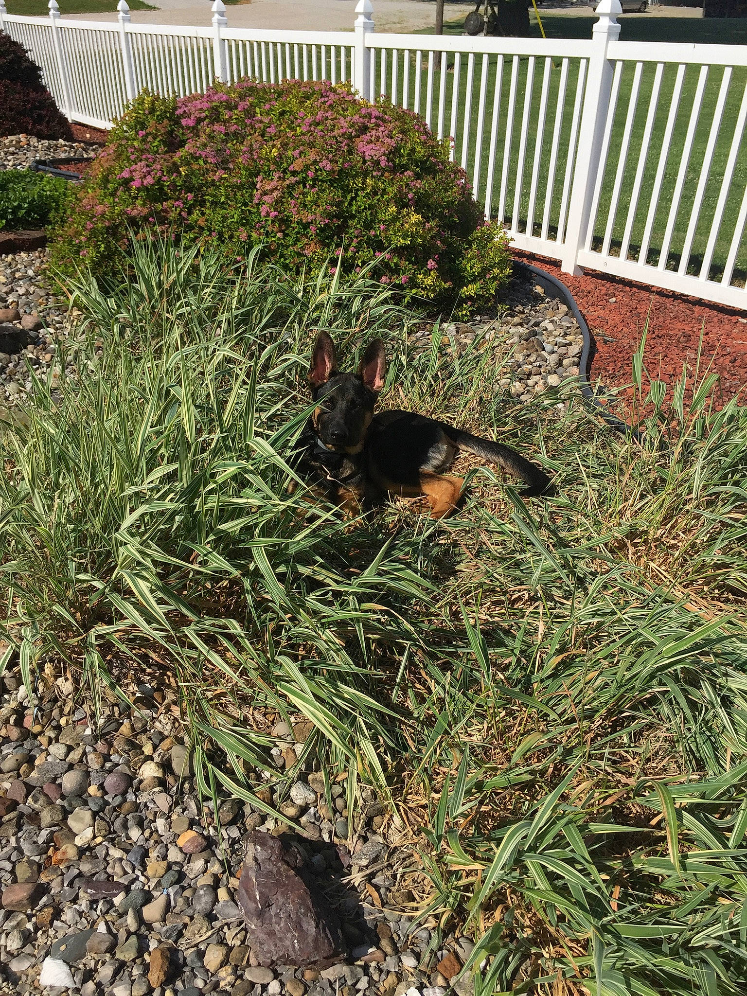 Khaos joined the competition — help win amazing prizes! canidae, carnivore, dog, dog_breed, fawn, fence, garden, grass, grass_family, groundcover, home_fencing, landscape, landscaping, plant, shrub, soil, sporting_group, tail, terrestrial_plant, yard