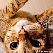 Tigger joined the competition — help win amazing prizes! cat, tabby, close_up, upside_down, paw, whiskers, eyes, cute, pet, feline, animal, indoor, fur, nose, playful, relaxed, lying_down, mammal, cozy, curious