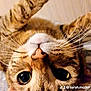cat, tabby, close_up, upside_down, paw, whiskers, eyes, cute, pet, feline, animal, indoor, fur, nose, playful, relaxed, lying_down, mammal, cozy, curious