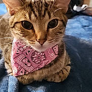 Tigger is registered to the contest to win money with this photo: animal, bandana, blanket, blue, cat, closeup, cozy, cute, domestic, ears, feline, fur, household, indoor, pet, pink, portrait, resting, tabby, whiskers
