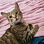 Tigger is registered to the contest to win money with this photo: animal, cat, close_up, comfortable, cozy, curious, cute, ears, feline, fur, green_eyes, indoor, lying_down, pet, pink_blanket, resting, soft_texture, striped, tabby, whiskers