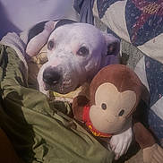 Ava is registered to the contest to win money with this photo: animal, bed, black_spot, blanket, canine, comfort, curious_george, cute, dog, fur, home, indoor, looking_up, pet, plush_toy, relaxed, resting, soft_toy, stuffed_animal, white_dog