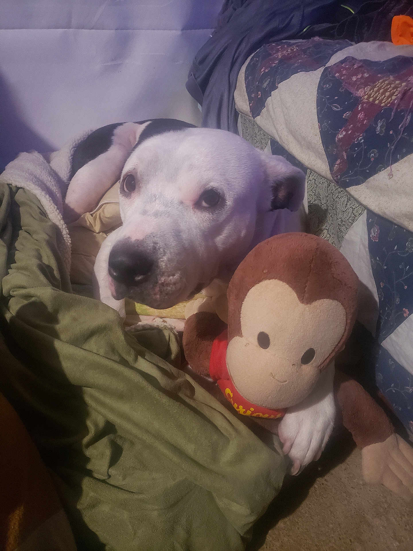 Ava is registered to the contest to win money with this photo: animal, bed, black_spot, blanket, canine, comfort, curious_george, cute, dog, fur, home, indoor, looking_up, pet, plush_toy, relaxed, resting, soft_toy, stuffed_animal, white_dog
