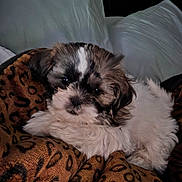Dottie is registered to the contest to win money with this photo: puppy, dog, animal, pet, fluffy, cute, blanket, leopard_print, cozy, sleepy, white_pillow, resting, fur, domestic_animal, snuggling, indoor, soft, young_dog, companion, adorable