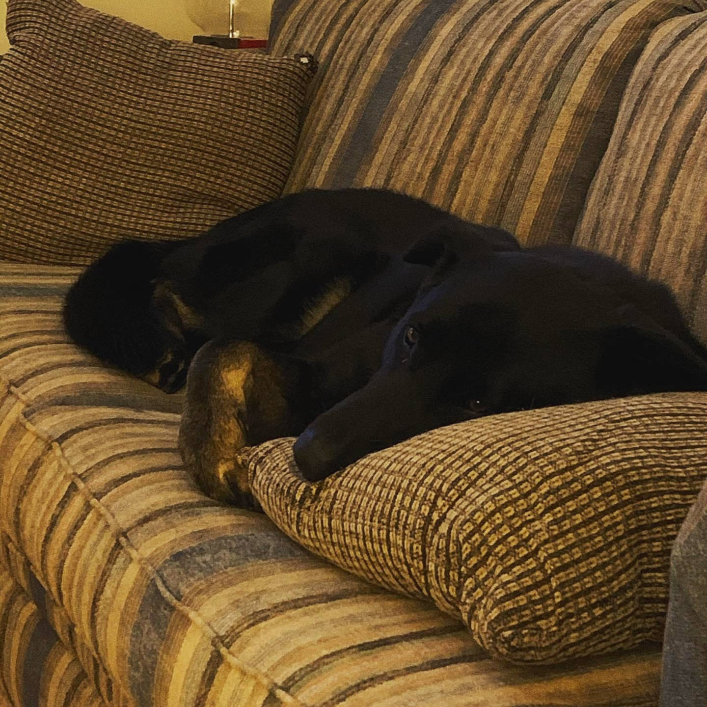 Cole joined the competition — help win amazing prizes! bedding, canidae, carnivore, cat, comfort, companion_dog, dog, dog_breed, furniture, guard_dog, linens, nap, puppy, sporting_group, whiskers, wicker