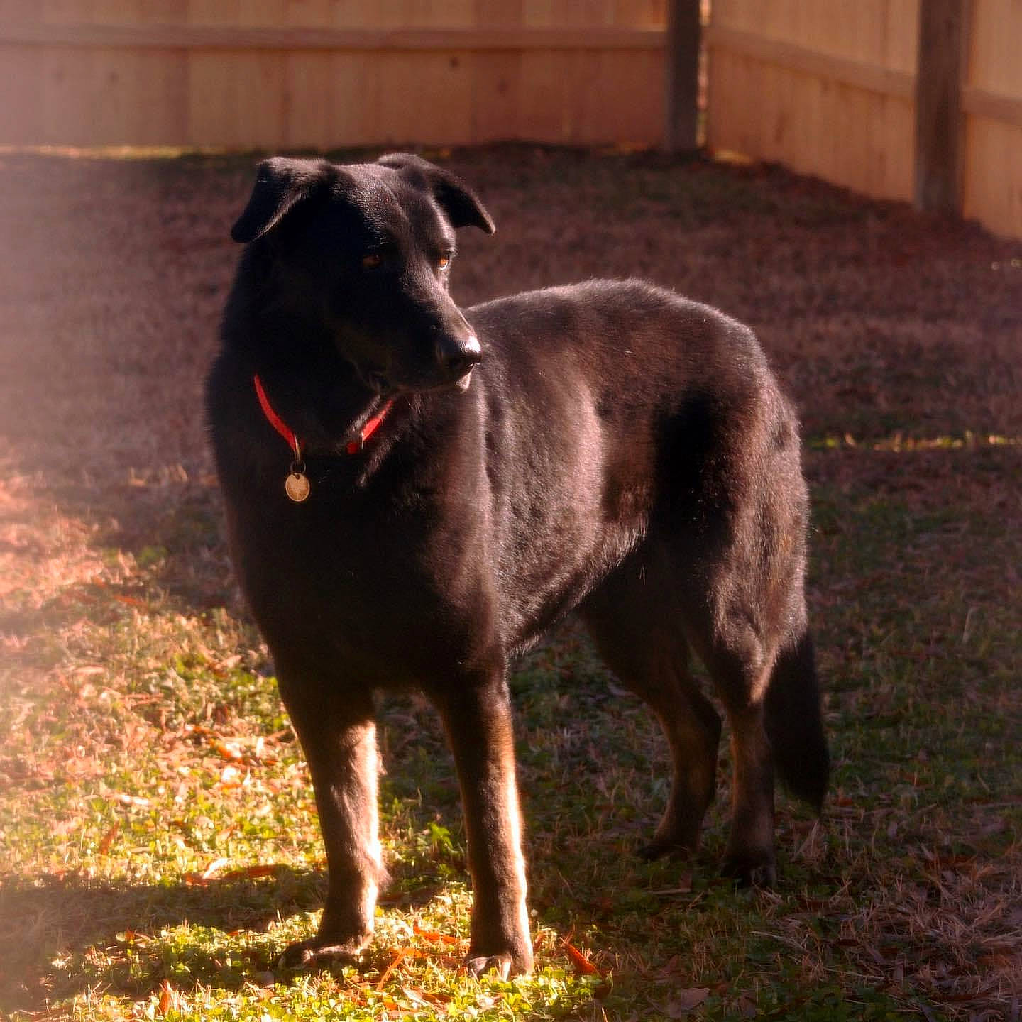 Cole joined the competition — help win amazing prizes! borador, canidae, carnivore, dog, dog_breed, labrador_retriever, mammal, snout, sporting_group, vertebrate