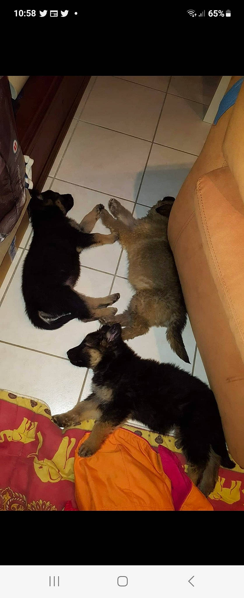 Wilkas participe au concours pour gagner de l'argent avec cette photo : canidae, carnivore, cat, comfort, companion_dog, dog, dog_breed, fawn, felidae, flooring, fur, guard_dog, hardwood, paw, room, small_to_medium_sized_cats, tail, whiskers, wood, working_animal