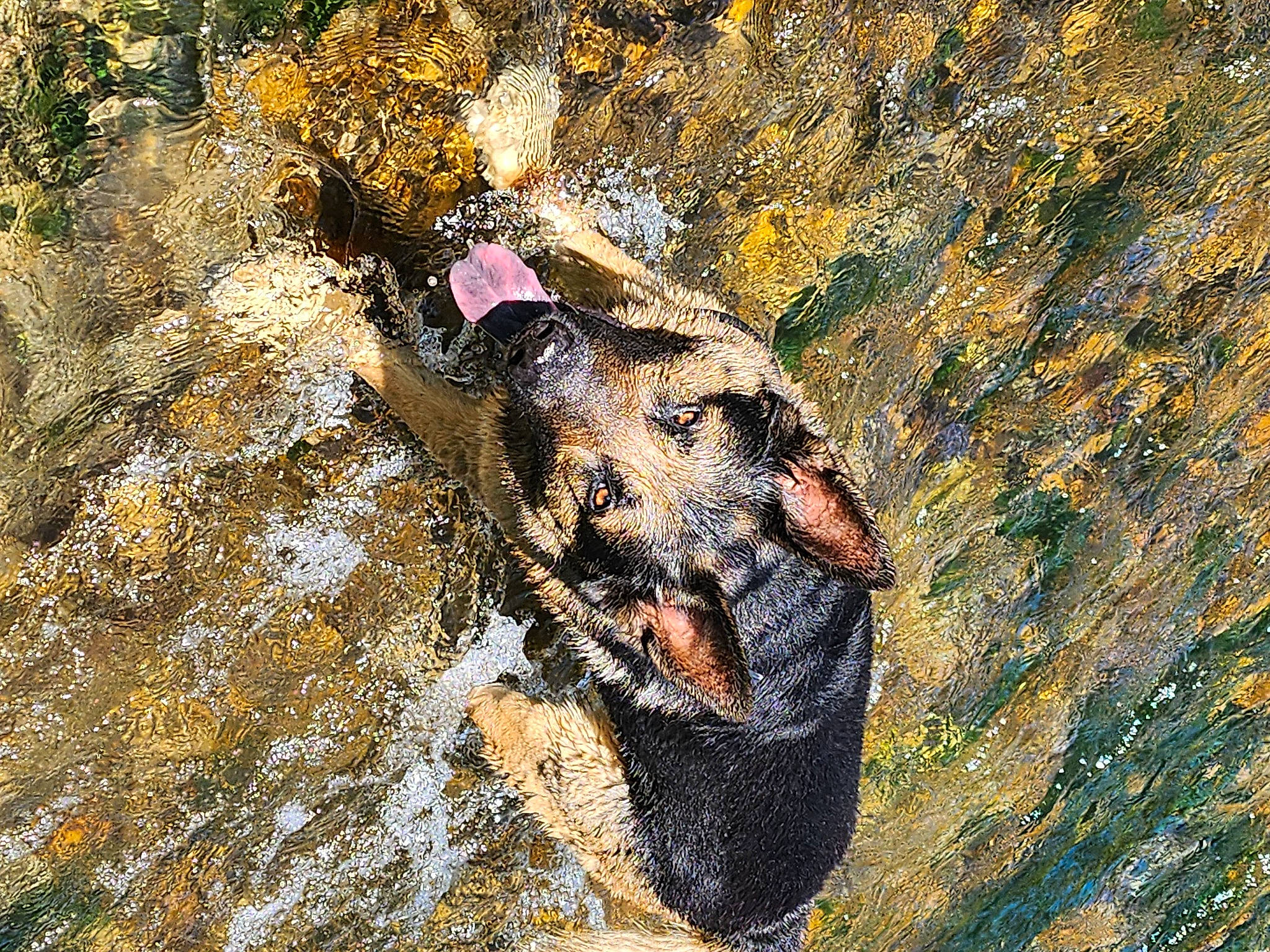Wilkas participe au concours pour gagner de l'argent avec cette photo : adventure, art, canidae, carnivore, dog, dog_breed, german_shepherd_dog, guard_dog, illustration, organism, painting, rock, shadow, soil, sporting_group, terrestrial_animal, visual_arts, water, working_animal, working_dog