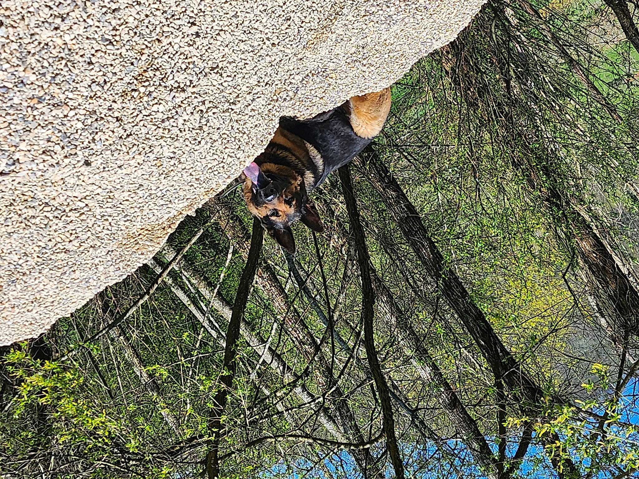 Wilkas a rejoint le concours — aidez-le/la à gagner de superbes lots ! asphalt, carnivore, dog, dog_breed, grass, landscape, pattern, people_in_nature, plant, road_surface, shadow, slope, soil, tail, terrestrial_animal, tints_and_shades, trunk, twig, wildlife, wood