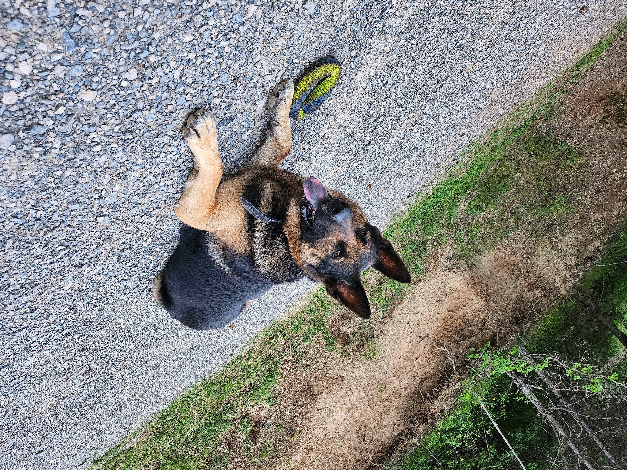 Wilkas participe au concours pour gagner de l'argent avec cette photo : asphalt, carnivore, dog, dog_breed, fashion_accessory, fawn, foot, grass, guard_dog, human_leg, paw, plant, road_surface, rock, shadow, soil, street_dog, tail, working_dog