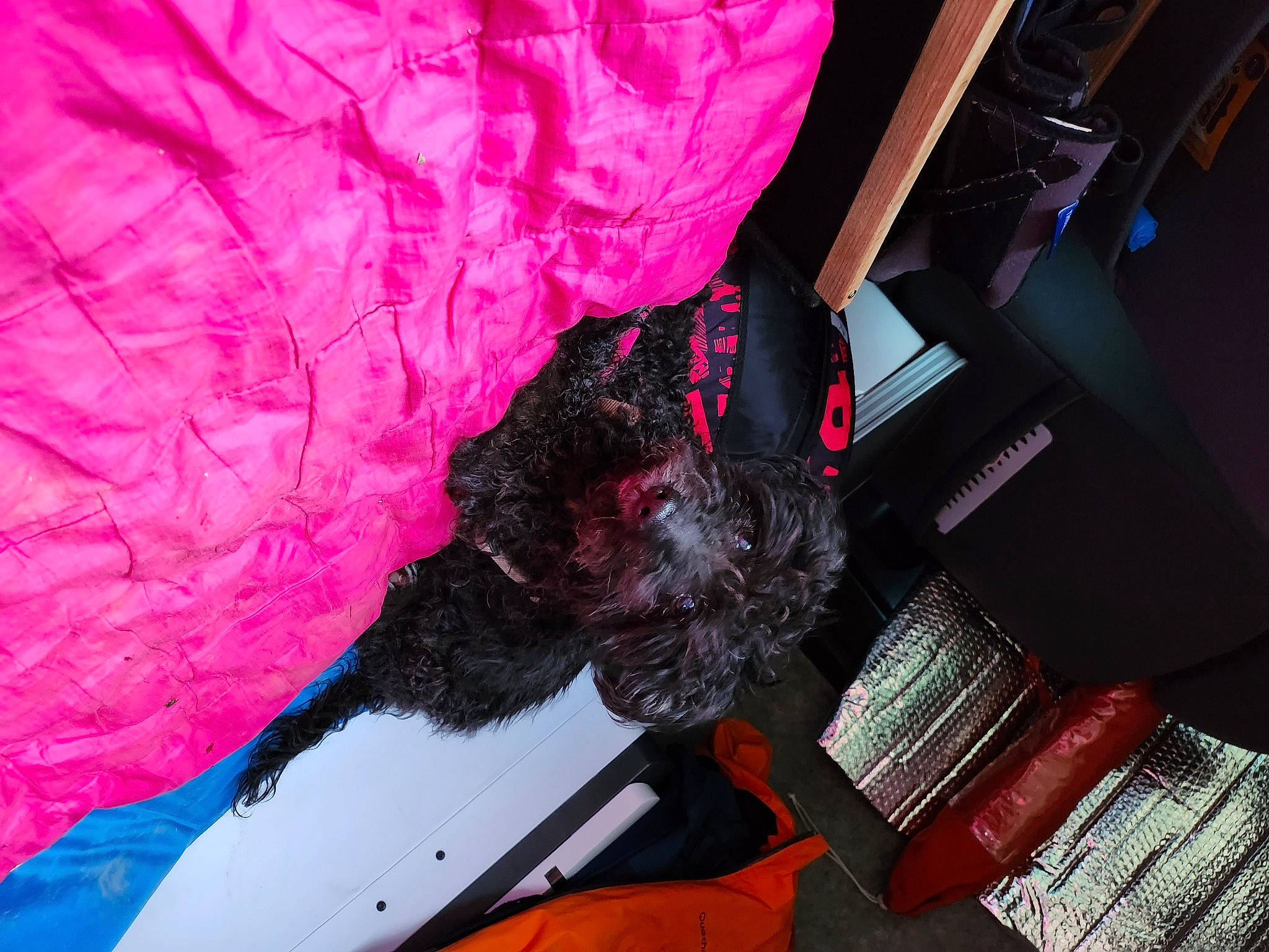 Charlie participe au concours pour gagner de l'argent avec cette photo : carmine, dress, dye, fashion_accessory, feather, fur, glove, human_leg, magenta, pattern, purple, room, silk, tail, textile, thread, tints_and_shades, tree, visual_arts, wool