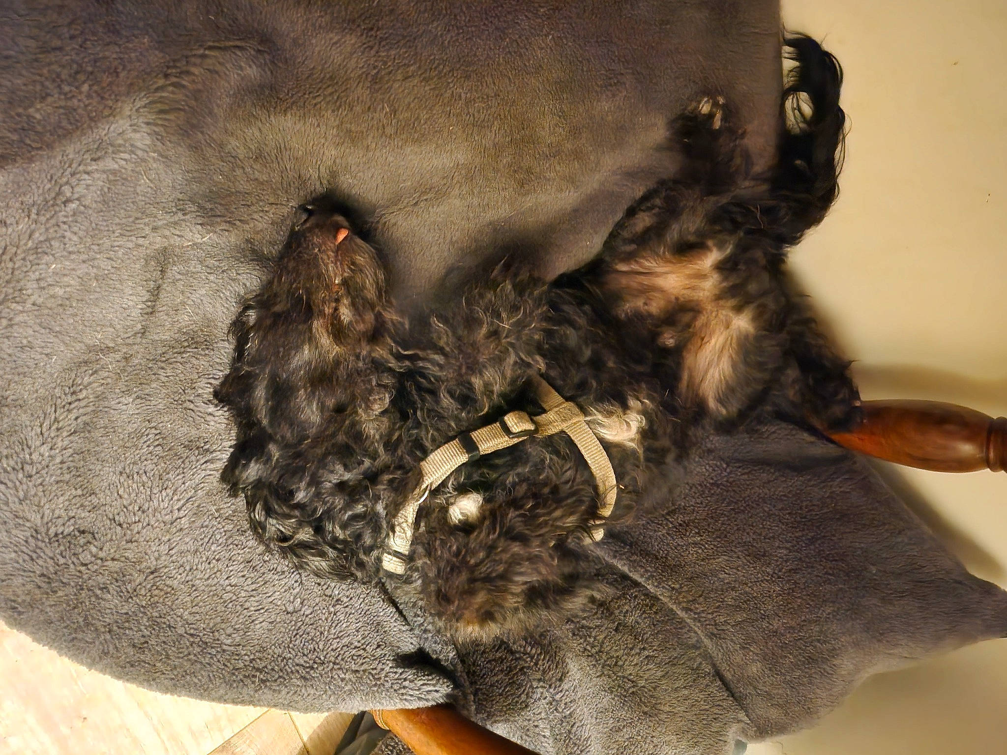 Charlie participe au concours pour gagner de l'argent avec cette photo : canidae, carnivore, comfort, companion_dog, dog, dog_breed, dog_collar, fashion_accessory, fur, human_leg, liver, mammal, paw, pet_supply, scottish_terrier, sporting_group, tail, terrier, vertebrate, working_animal