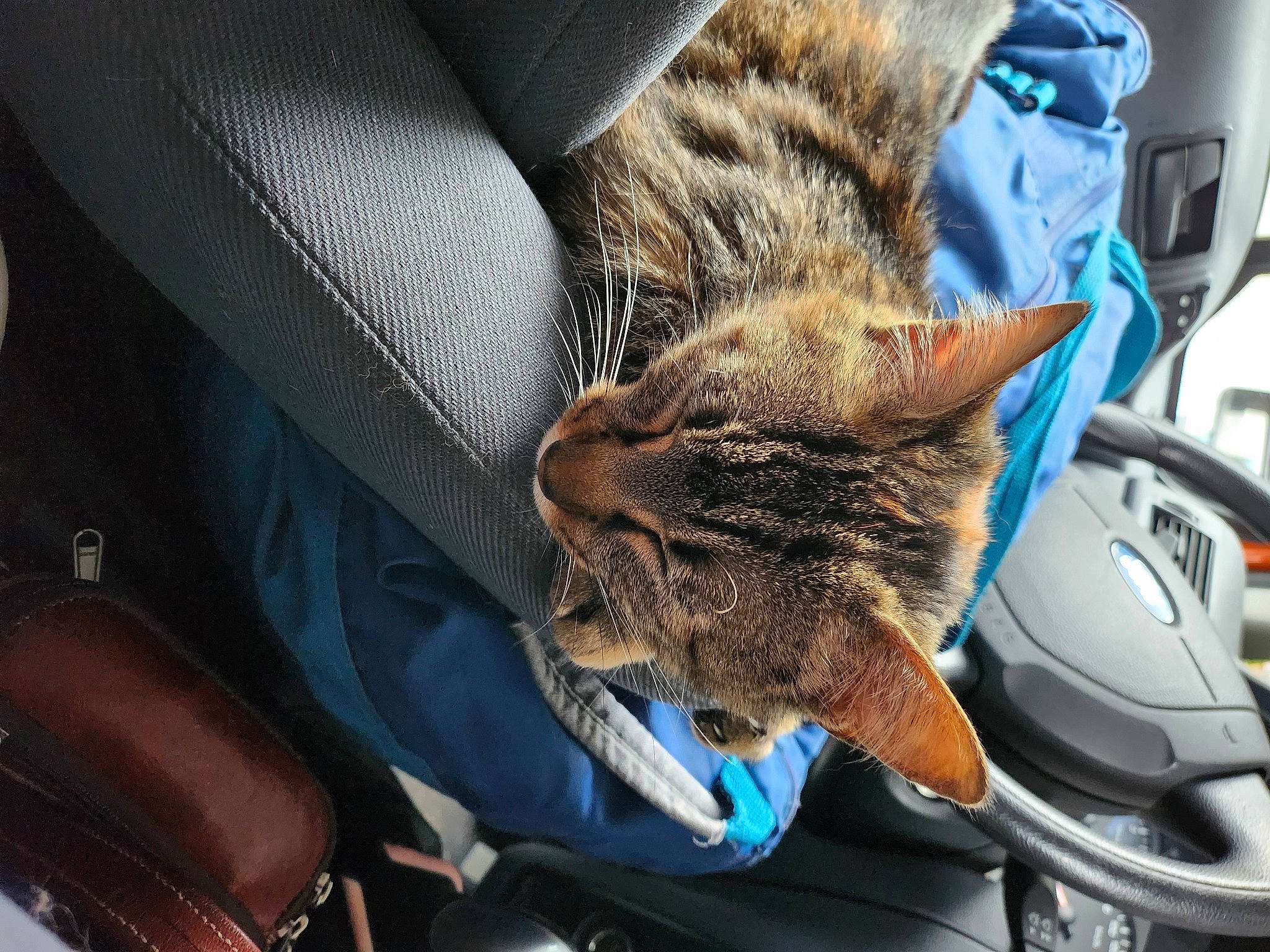 Doucette a rejoint le concours — aidez-le/la à gagner de superbes lots ! armrest, auto_part, bag, carnivore, cat, claw, comfort, domestic_short_haired_cat, electric_blue, felidae, fur, human_leg, luggage_and_bags, motor_vehicle, sitting, small_to_medium_sized_cats, snout, vehicle, whiskers, windshield