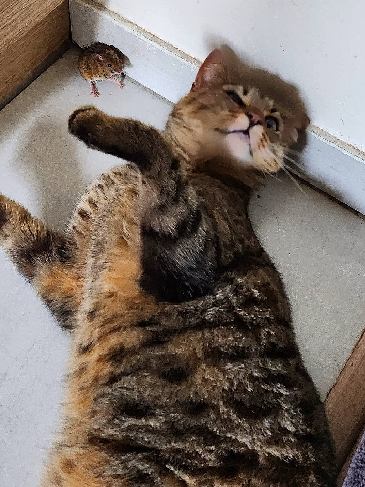 Doucette participe au concours pour gagner de l'argent avec cette photo : carnivore, cat, claw, comfort, domestic_short_haired_cat, fawn, felidae, foot, fur, mammal, paw, small_to_medium_sized_cats, snout, tail, terrestrial_animal, whiskers