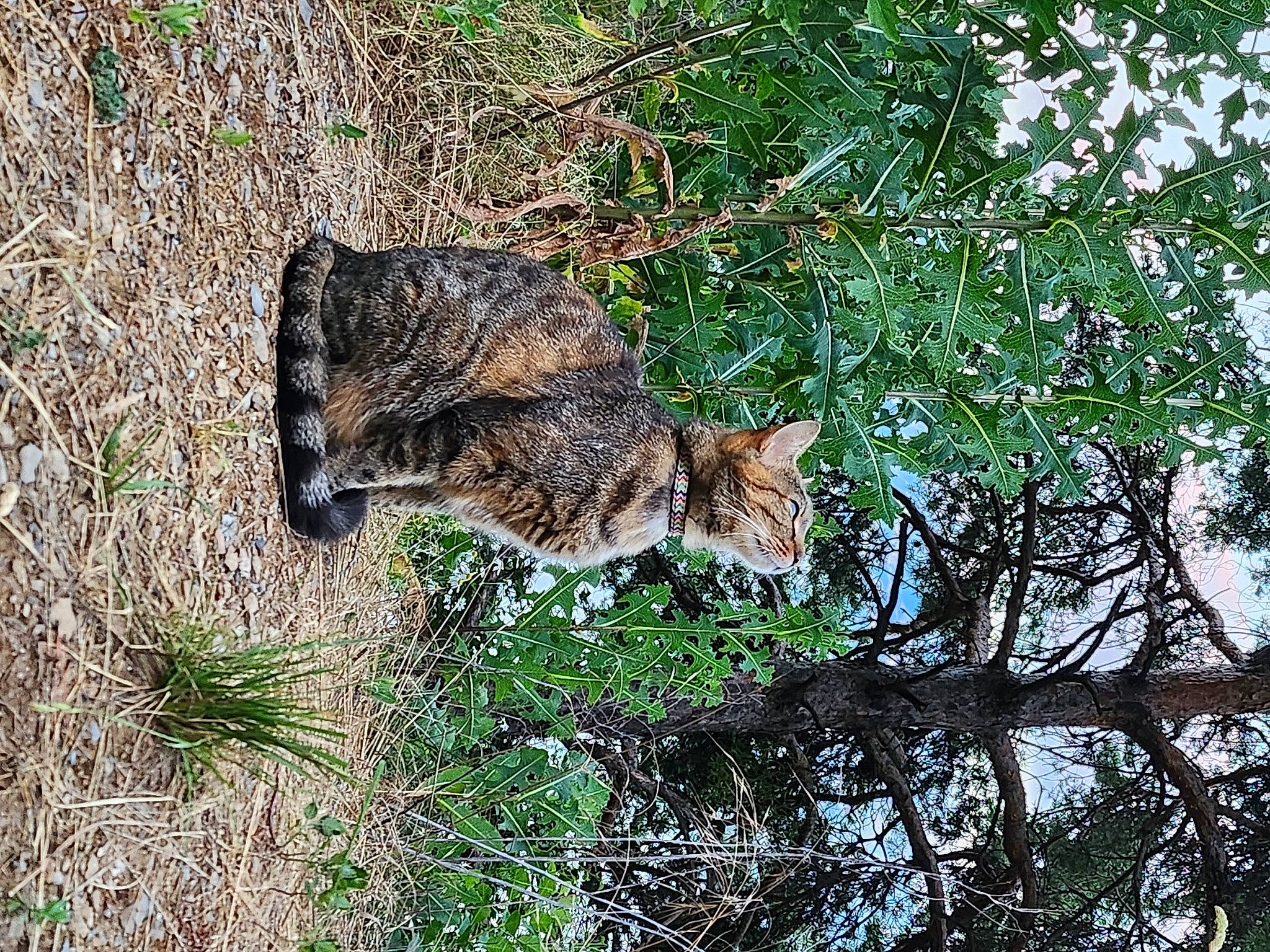 Doucette a rejoint le concours — aidez-le/la à gagner de superbes lots ! bobcat, carnivore, cat, domestic_short_haired_cat, felidae, fur, grass, groundcover, lynx, pattern, plant, small_to_medium_sized_cats, snout, tail, terrestrial_animal, tree, trunk, twig, whiskers, wildlife
