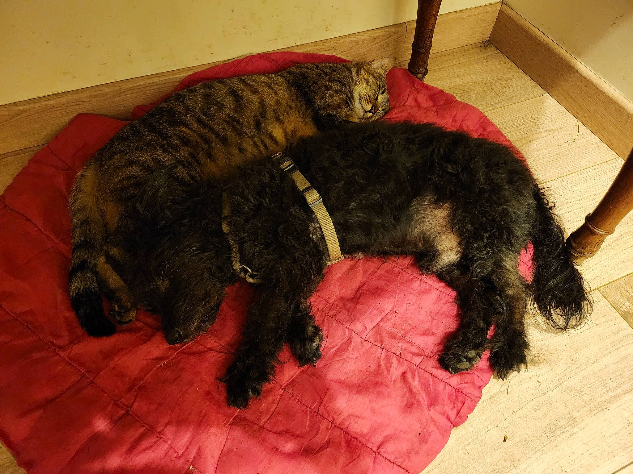 Doucette participe au concours pour gagner de l'argent avec cette photo : canidae, carnivore, collar, comfort, companion_dog, dog, dog_breed, dog_supply, door_mat, felidae, flooring, fur, pet_supply, small_to_medium_sized_cats, snout, sporting_group, tail, terrestrial_animal, water_dog, working_animal