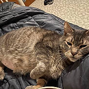 Bubbas is registered to the contest to win money with this photo: cat, gray_cat, tabby, pet, animal, feline, sleepy, resting, blanket, quilt, indoor, cozy, fur, whiskers, ears, paw, bedroom, home, relaxed, cute