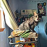 cat, tabby_cat, blanket, metal_cart, snacks, food_boxes, window, curtain, indoor, room, pet, feline, meowing, sitting, shelf, soft_light, poster, fan, cozy, home_interior
