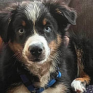 Gus is registered to the contest to win money with this photo: puppy, dog, blue_harness, fur, black_fur, white_fur, brown_fur, pet, animal, close_up, indoor, couch, relaxed, cute, portrait, whiskers, paw, nose, ears, eyes