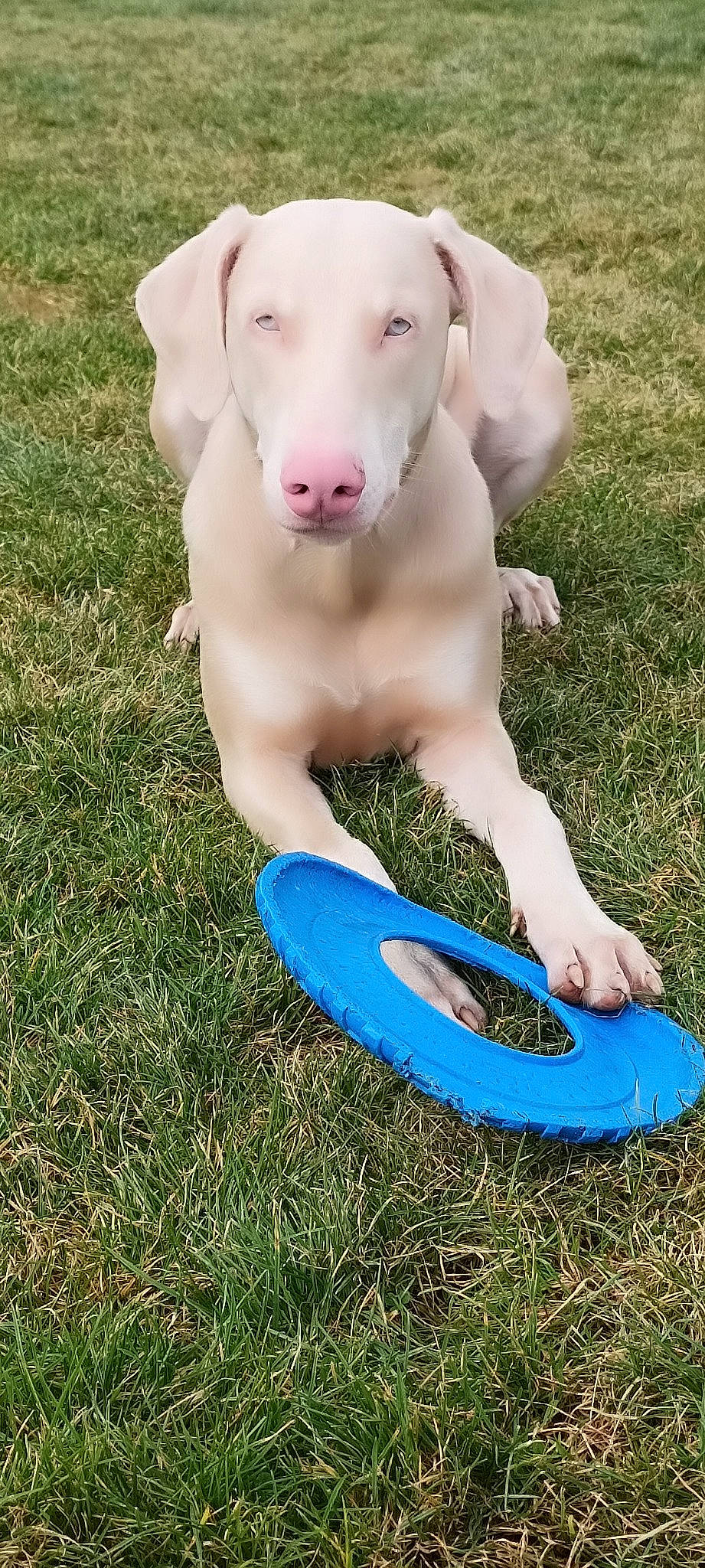 Ragnar a rejoint le concours — aidez-le/la à gagner de superbes lots ! canidae, carnivore, collar, companion_dog, dog, dog_breed, electric_blue, fawn, grass, grassland, non_sporting_group, paw, people_in_nature, plant, recreation, snout, sporting_group, tail, terrestrial_animal, working_animal