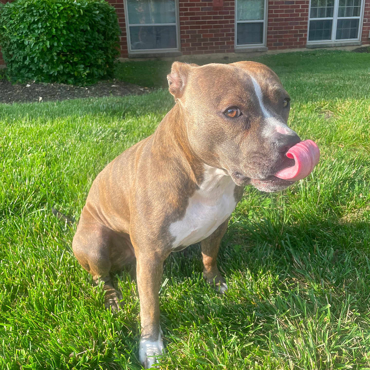 Yumi joined the competition — help win amazing prizes! animal, brick_wall, brindle, building, canine, cute, daytime, dog, friendly, grass, greenery, mammal, nature, outdoor, pet, playful, sitting, sunlight, tongue, window