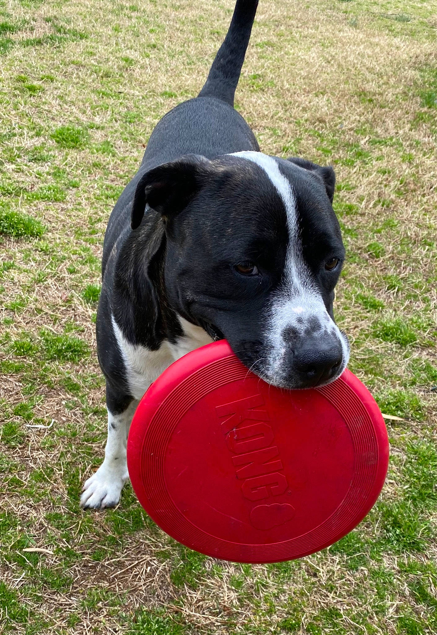 Dora joined the competition — help win amazing prizes! ball, canidae, carmine, carnivore, collar, companion_dog, dog, dog_breed, dog_collar, dog_supply, dog_toy, flying_disc, grass, pet_supply, plant, snout, sporting_group, sports_toy, tail, working_animal