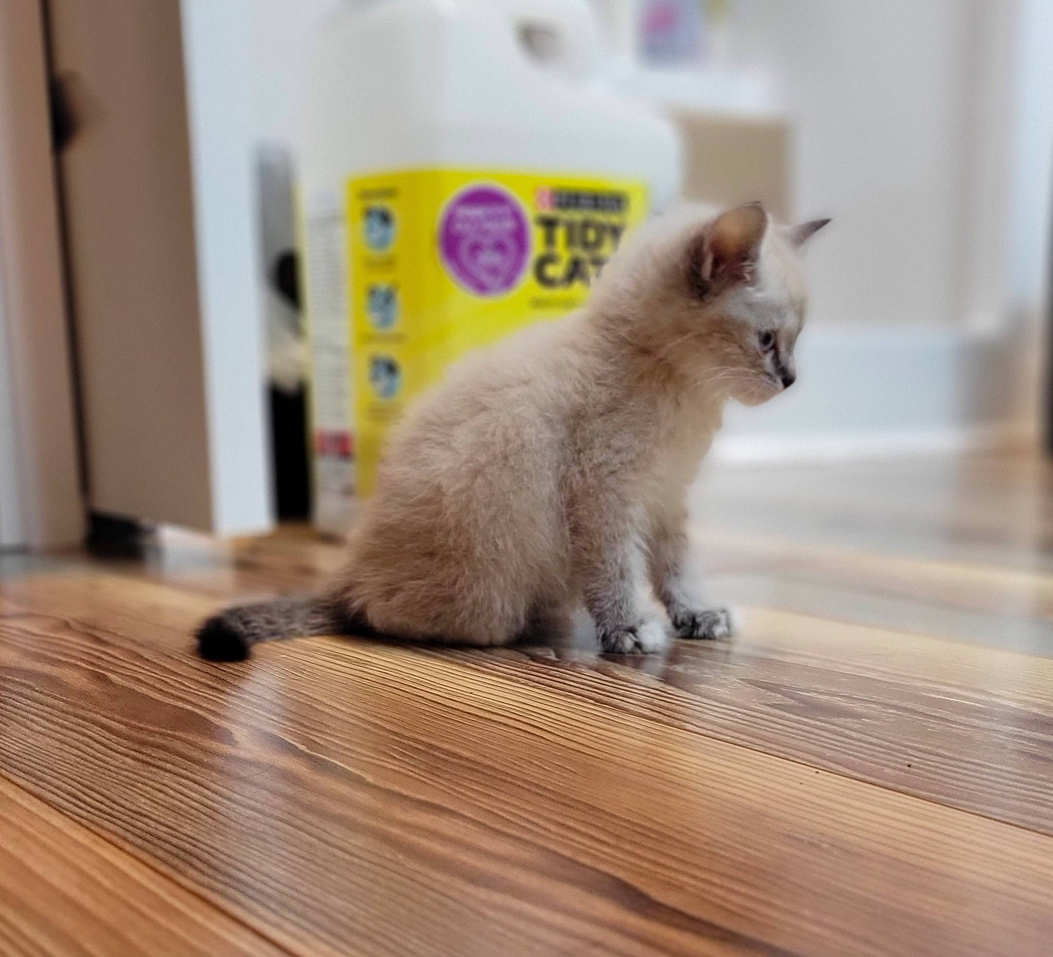 Blueberry joined the competition — help win amazing prizes! carnivore, cat, claw, domestic_short_haired_cat, fawn, felidae, flooring, fur, hardwood, laminate_flooring, paw, plank, small_to_medium_sized_cats, tail, thai, varnish, whiskers, wood, wood_flooring, wood_stain