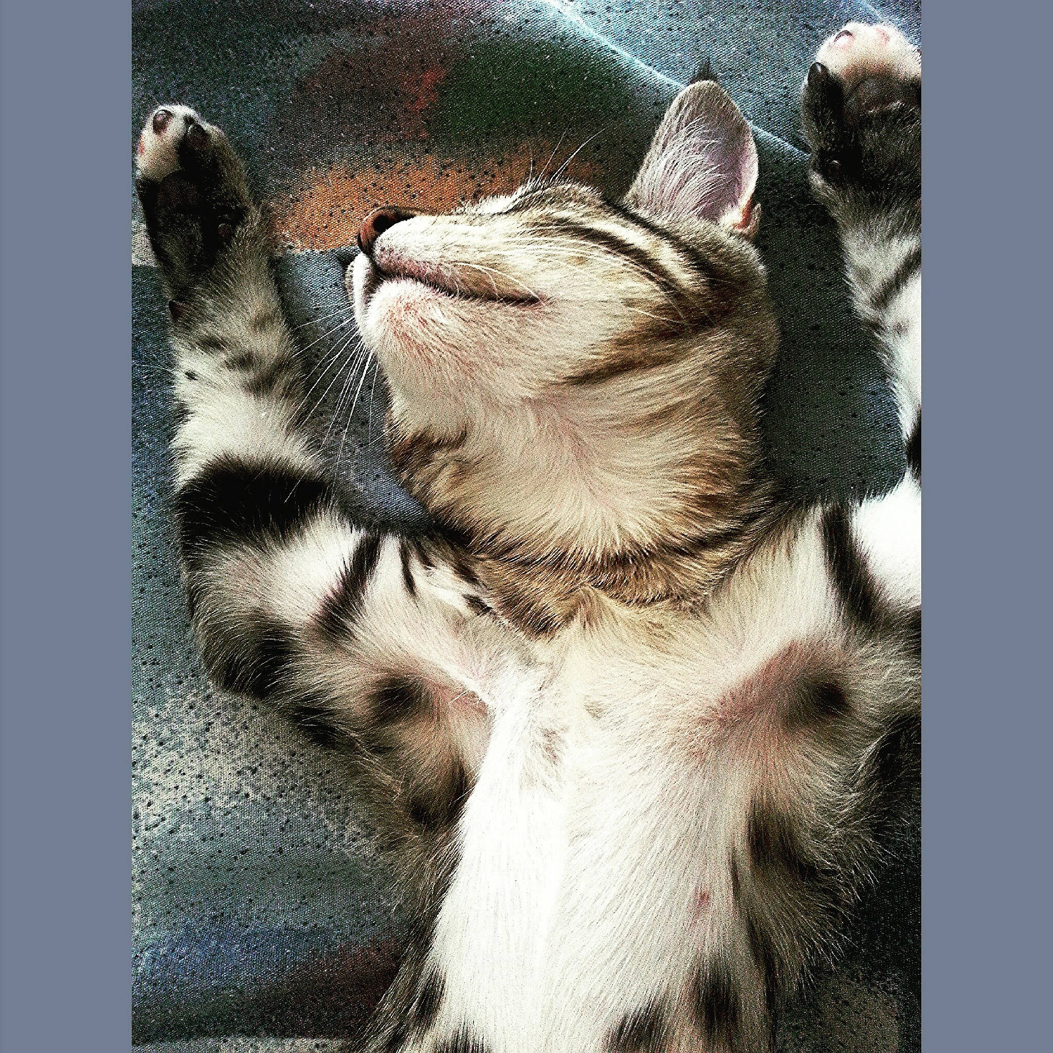 Charleston Atticus joined the competition — help win amazing prizes! art, carnivore, cat, claw, domestic_short_haired_cat, fawn, felidae, fur, gesture, paw, photo_caption, rectangle, small_to_medium_sized_cats, square, still_life_photography, tail, terrestrial_animal, visual_arts, whiskers, wildlife