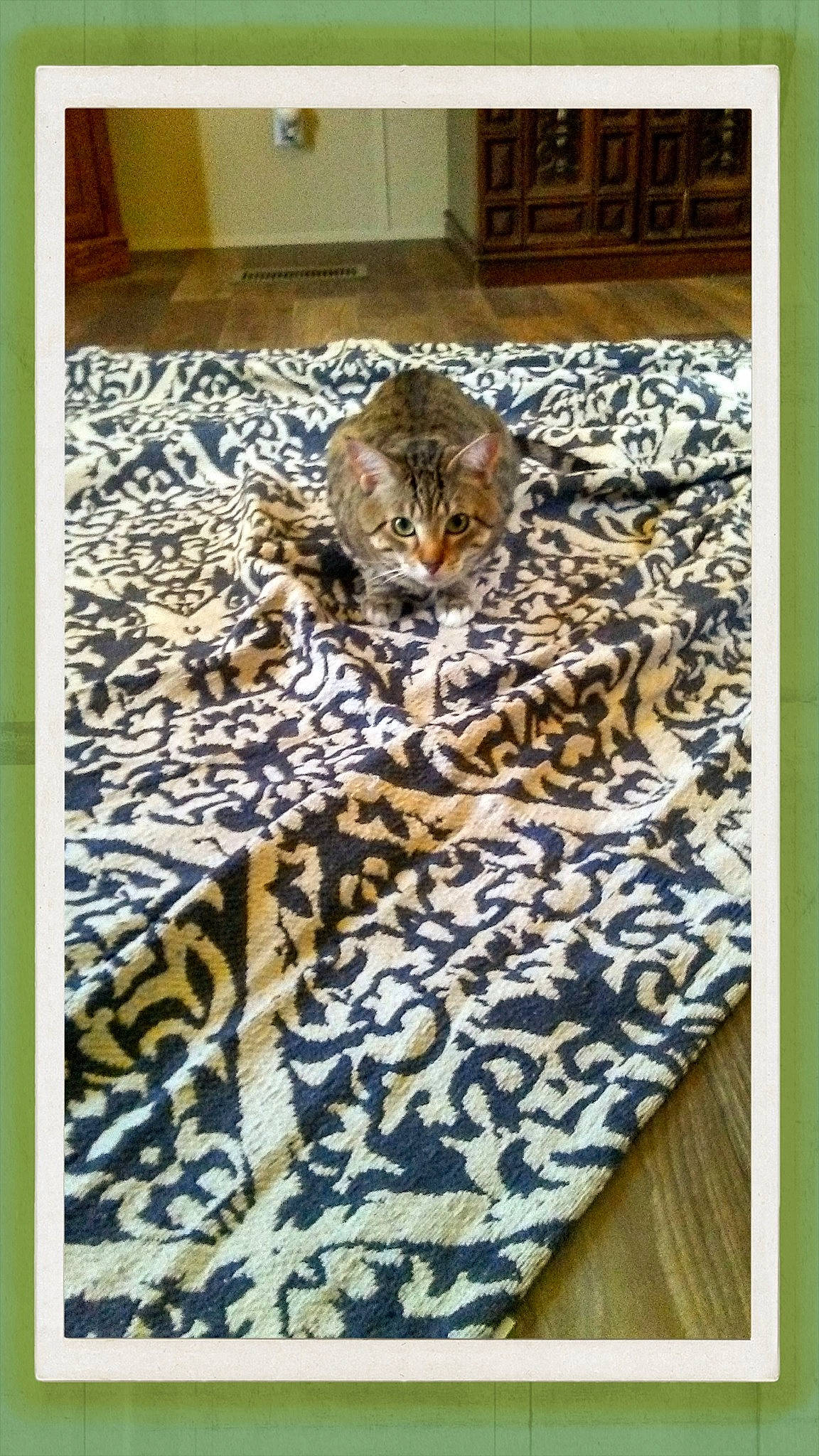 Charleston Atticus is registered to the contest to win money with this photo: african_leopard, big_cats, carnivore, cat, comfort, fawn, felidae, flooring, fur, jaguar, leopard, linens, pattern, rectangle, small_to_medium_sized_cats, snout, terrestrial_animal, whiskers, wildlife, wood