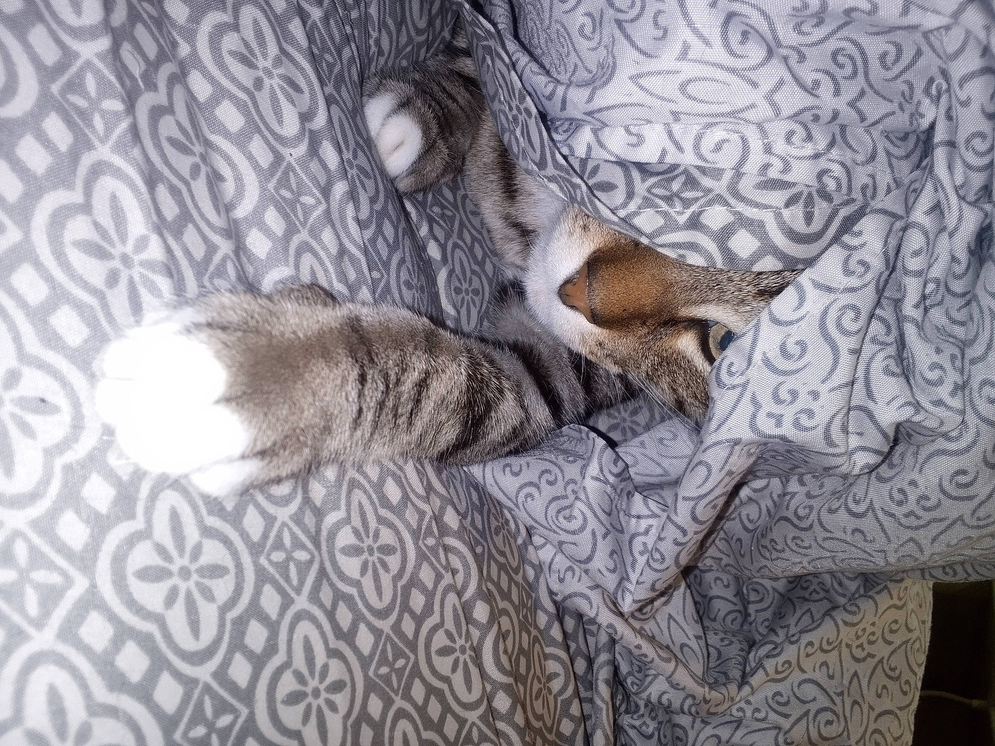 Charleston Atticus is registered to the contest to win money with this photo: canidae, carnivore, cat, comfort, domestic_short_haired_cat, fawn, felidae, flooring, fur, grey, hardwood, linens, paw, plant, room, small_to_medium_sized_cats, tail, tree, whiskers, wood