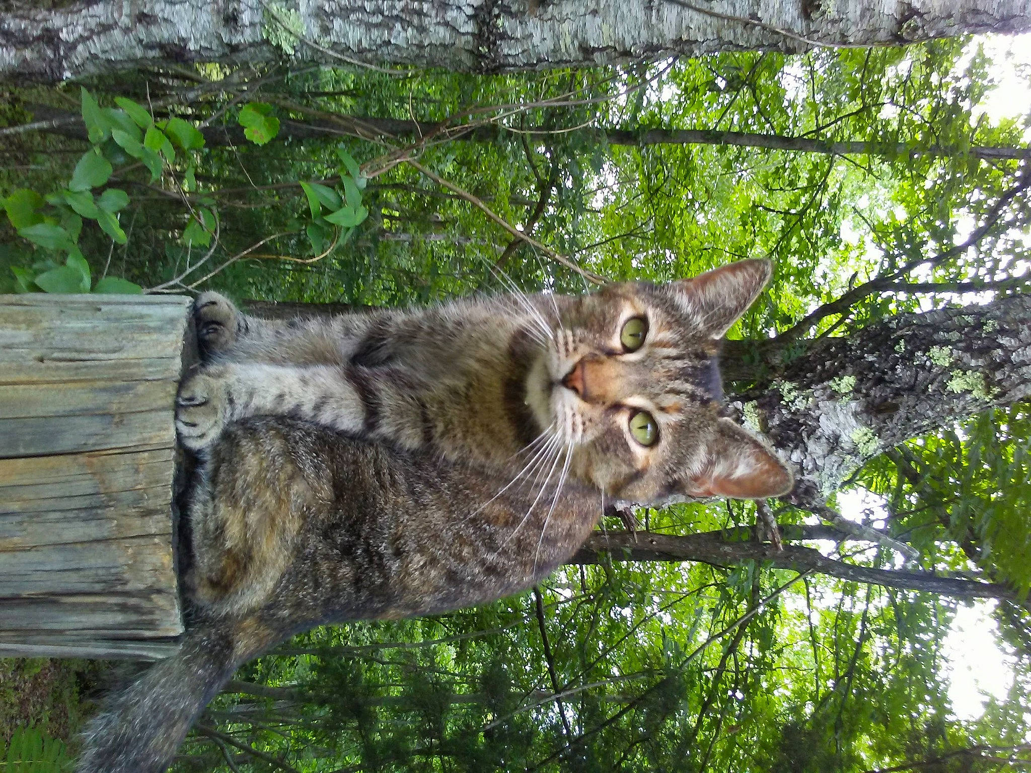 Carla Marie is registered to the contest to win money with this photo: carnivore, cat, domestic_short_haired_cat, felidae, fur, grass, lynx, owl, plant, screech_owl, small_to_medium_sized_cats, snout, tail, terrestrial_animal, tree, trunk, twig, whiskers, wildlife, wood