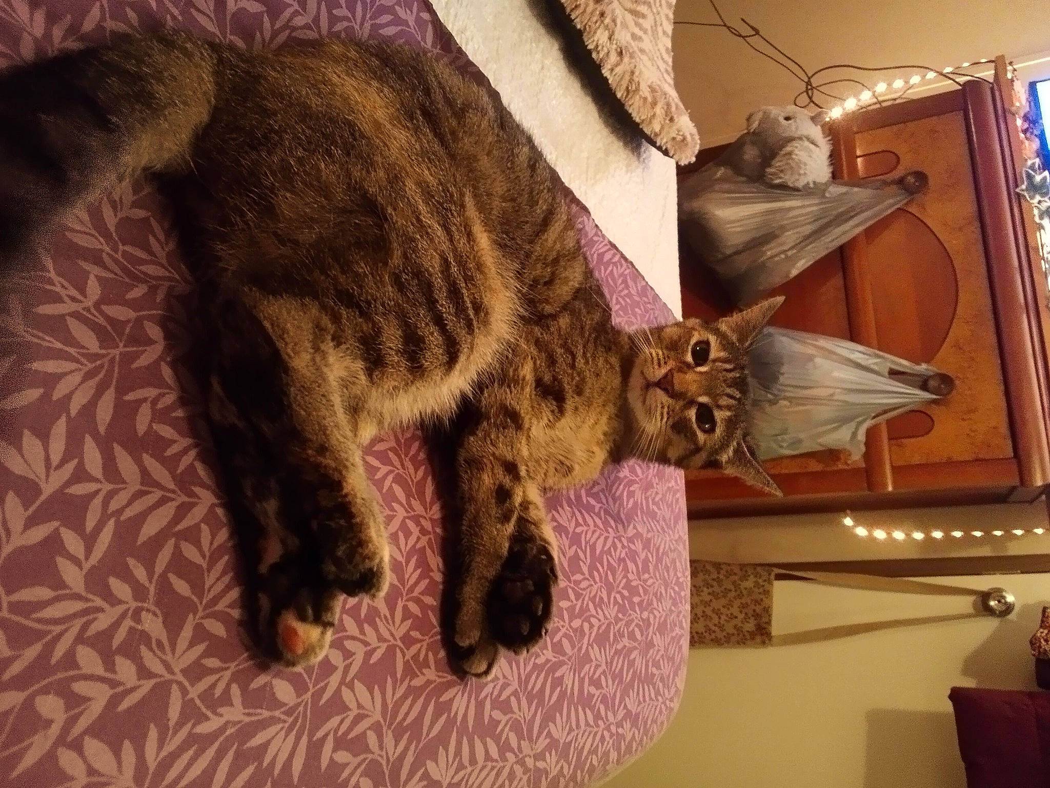 Carla Marie is registered to the contest to win money with this photo: carnivore, cat, claw, comfort, domestic_short_haired_cat, fawn, felidae, fur, mammal, picture_frame, room, small_to_medium_sized_cats, tail, tree, vertebrate, whiskers, wood