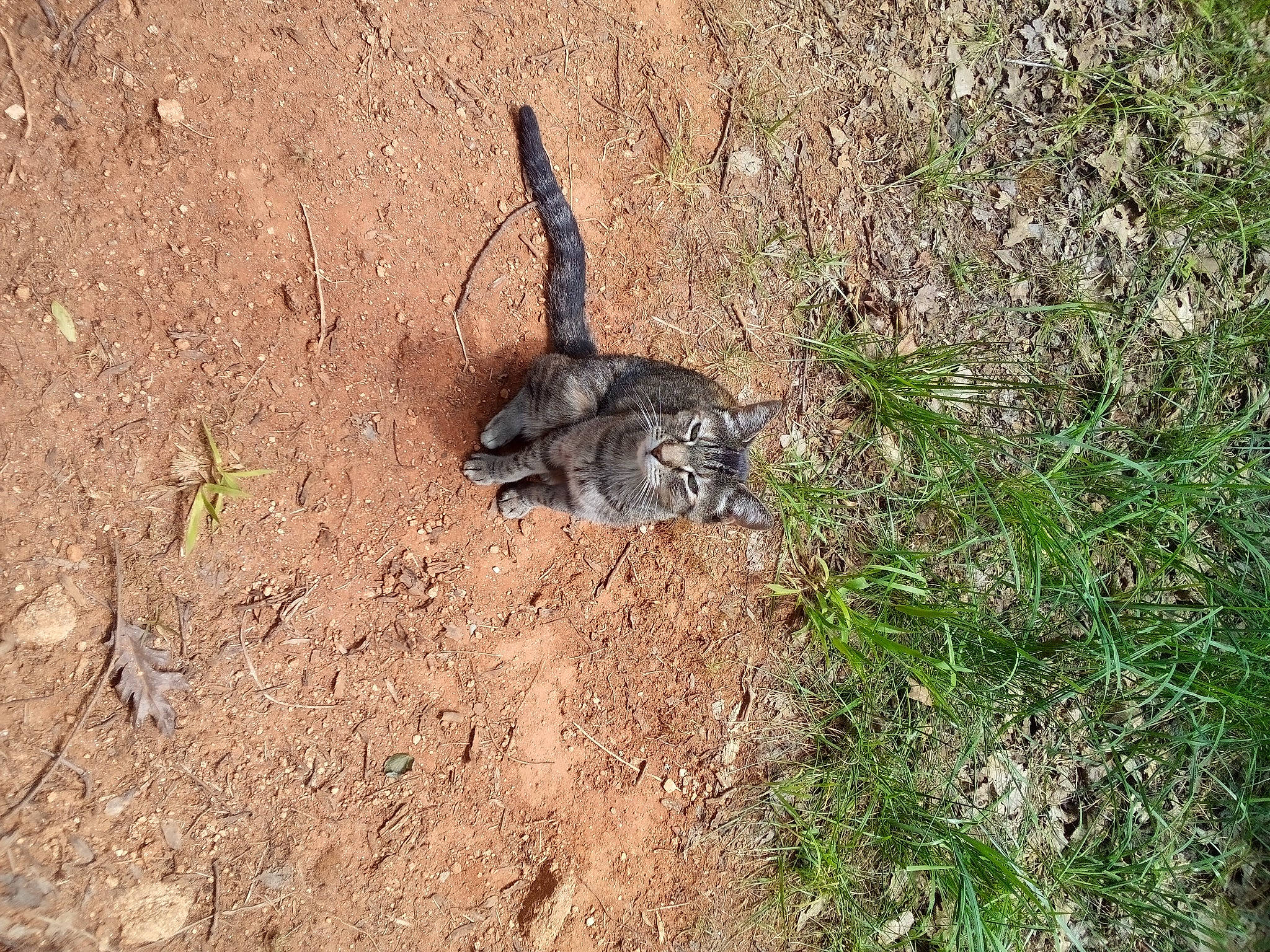 Carla Marie is registered to the contest to win money with this photo: antelope_squirrels, carnivore, claw, felidae, fur, grass, ground_squirrels, iguania, landscape, paw, plant, reptile, scaled_reptile, shadow, soil, squirrel, tail, terrestrial_animal, whiskers, wildlife