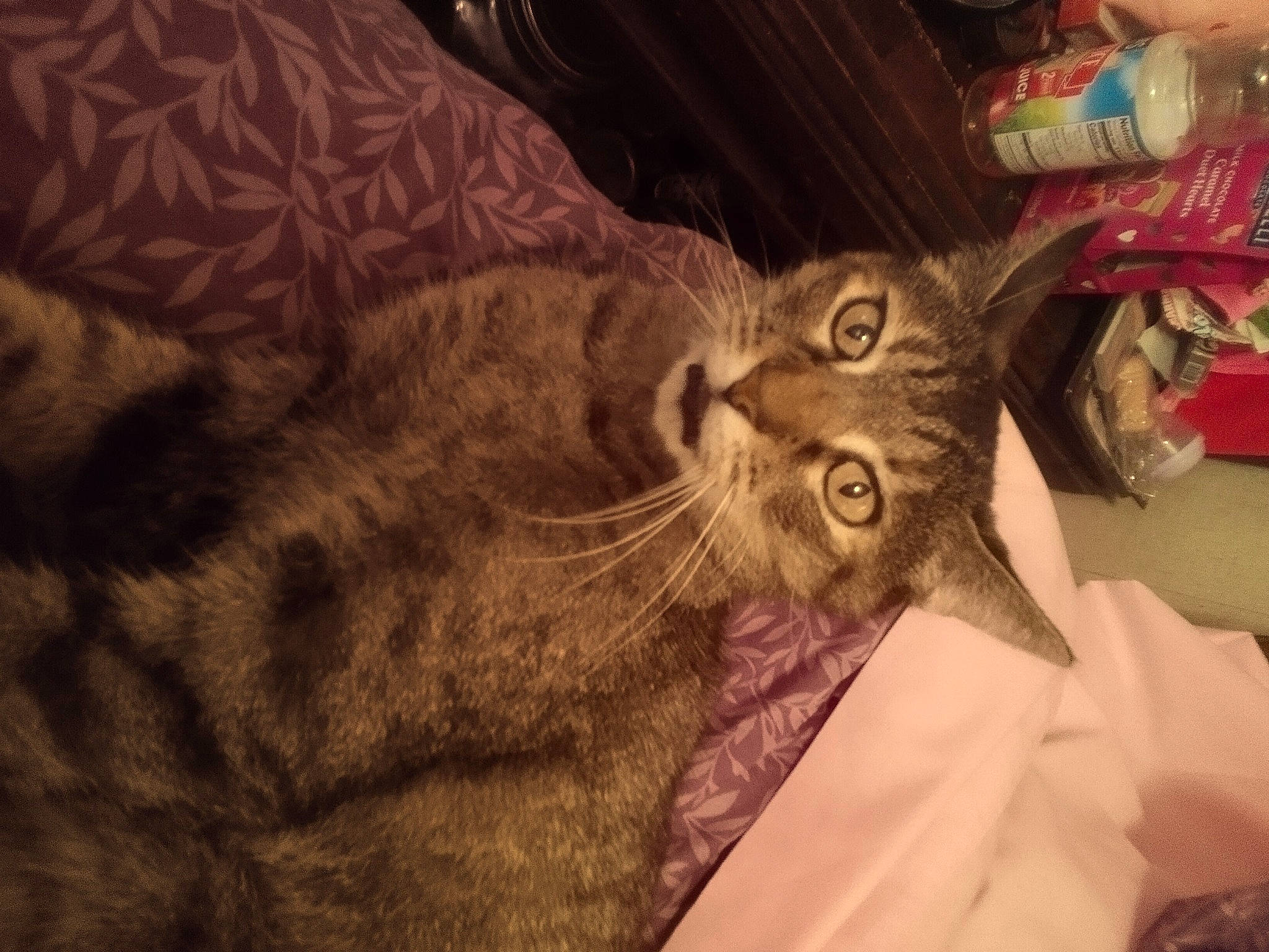 Carla Marie is registered to the contest to win money with this photo: brown, carnivore, cat, comfort, couch, domestic_short_haired_cat, ear, felidae, fur, small_to_medium_sized_cats, whiskers