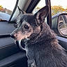 dog, pet, car_interior, window, sunset, side_view_mirror, black_fur, gray_fur, ears, snout, seat, dashboard, reflection, animal, companion, domestic_animal, sitting, looking_out, close_up, calm