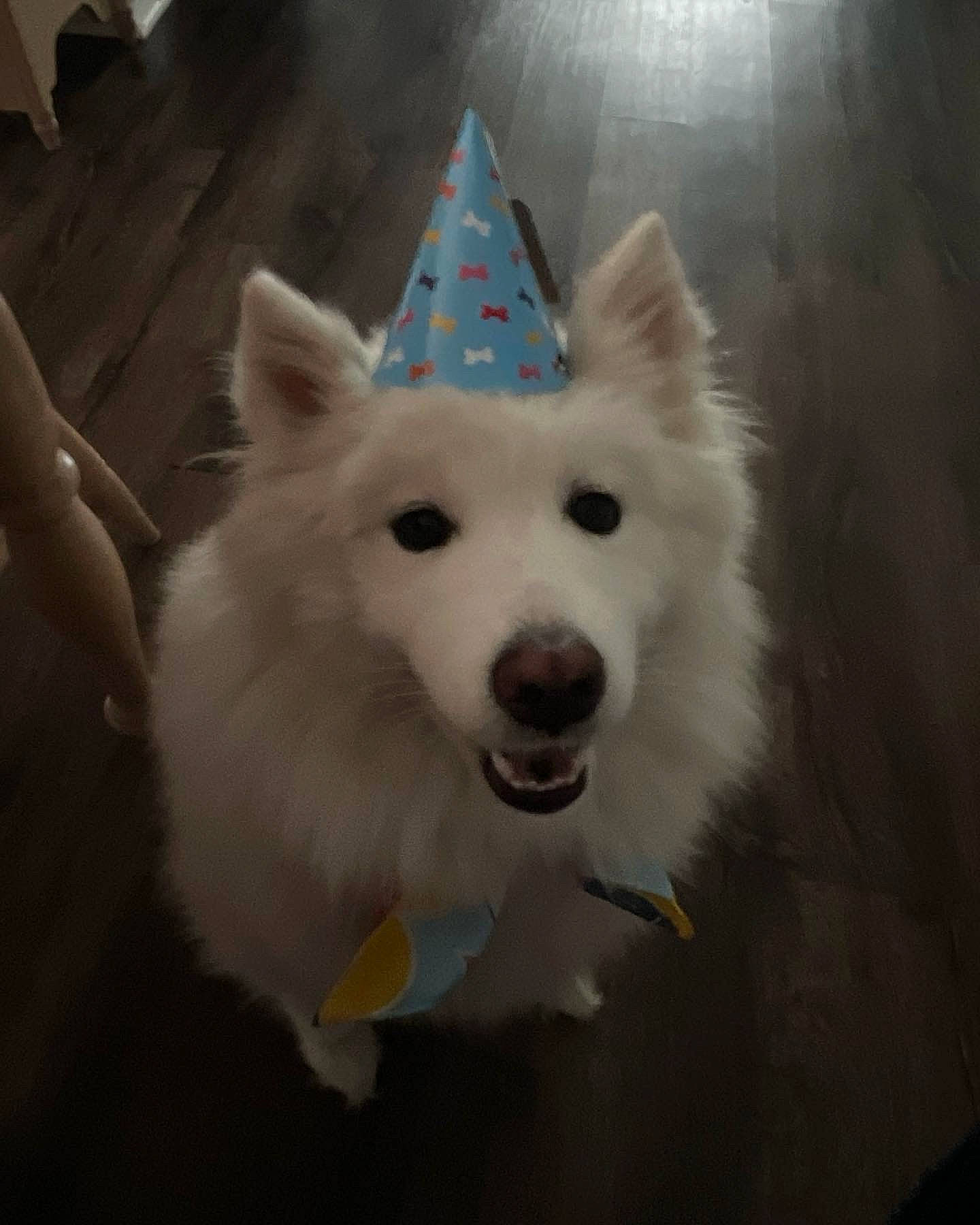 Kya is registered to the contest to win money with this photo: canidae, canis, carnivore, companion_dog, dog, dog_breed, fashion_accessory, fur, german_spitz_mittel, giant_dog_breed, happy, herding_dog, samoyed, snout, spitz, sporting_group, triangle, volpino_italiano, whiskers, working_animal