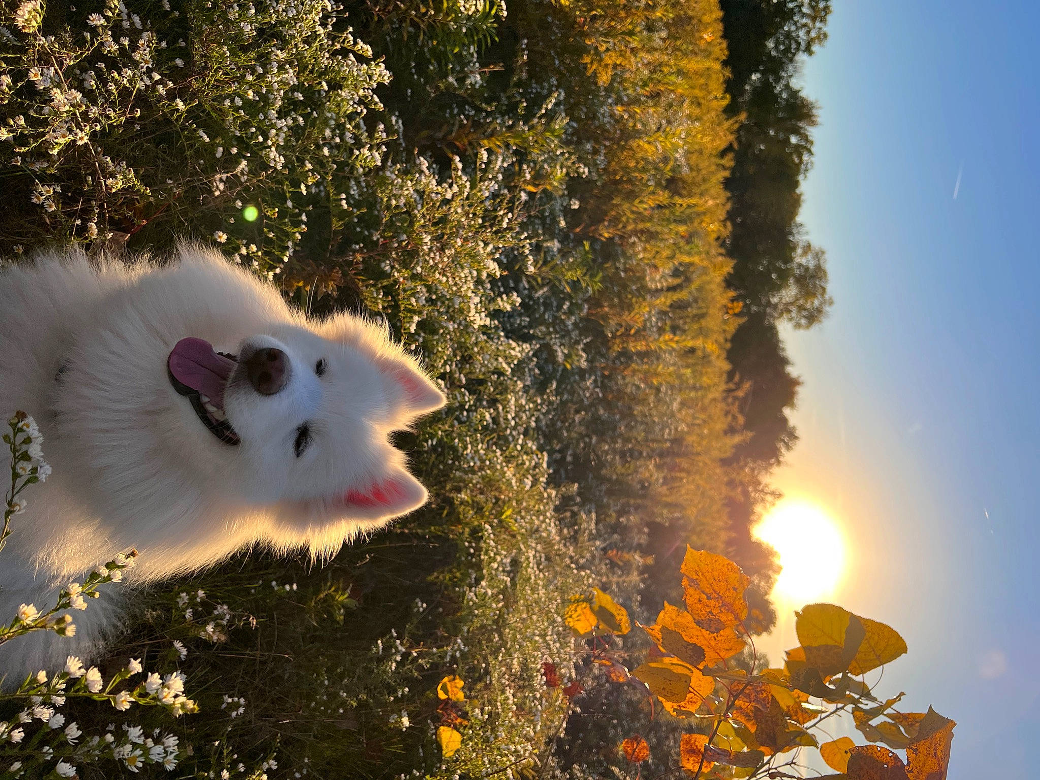 Kya joined the competition — help win amazing prizes! art, fawn, felidae, freezing, fur, grass, heat, landscape, light, petal, plant, shrub, sky, tail, tints_and_shades, tree, whiskers, wildflower, wildlife, winter