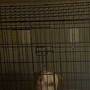 Bandit is registered to the contest to win money with this photo: dog, crate, cage, pet, indoors, metal, bars, animal, collar, resting, shadow, dim_light, looking, confined, sad, expression, floor, quiet, home, enclosure