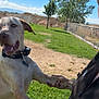 Bandit joined the competition — help win amazing prizes! dog, person, grass, tree, fence, outdoor, sky, cloud, sunny, collar, pet, paw, handshake, nature, playing, happy, canine, daytime, animal, fun