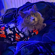 Alastor is registered to the contest to win money with this photo: cat, gray_cat, fluffy, wide_eyes, halloween_outfit, ghost_pattern, spider_web_pattern, boo_text, bed, blanket, dark_bedroom, purple_lighting, blue_lighting, curious, pet, indoor, close_up, feline, costume, cozy