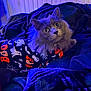 cat, gray_cat, fluffy, wide_eyes, halloween_outfit, ghost_pattern, spider_web_pattern, boo_text, bed, blanket, dark_bedroom, purple_lighting, blue_lighting, curious, pet, indoor, close_up, feline, costume, cozy