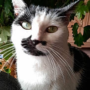 Molly participe au concours pour gagner de l'argent avec cette photo : cat, black_and_white, indoor, plant, leaf, close_up, pet, whiskers, fur, animal, green_eyes, domestic_cat, sitting, feline, nature, houseplant, portrait, cute, mammal, companion