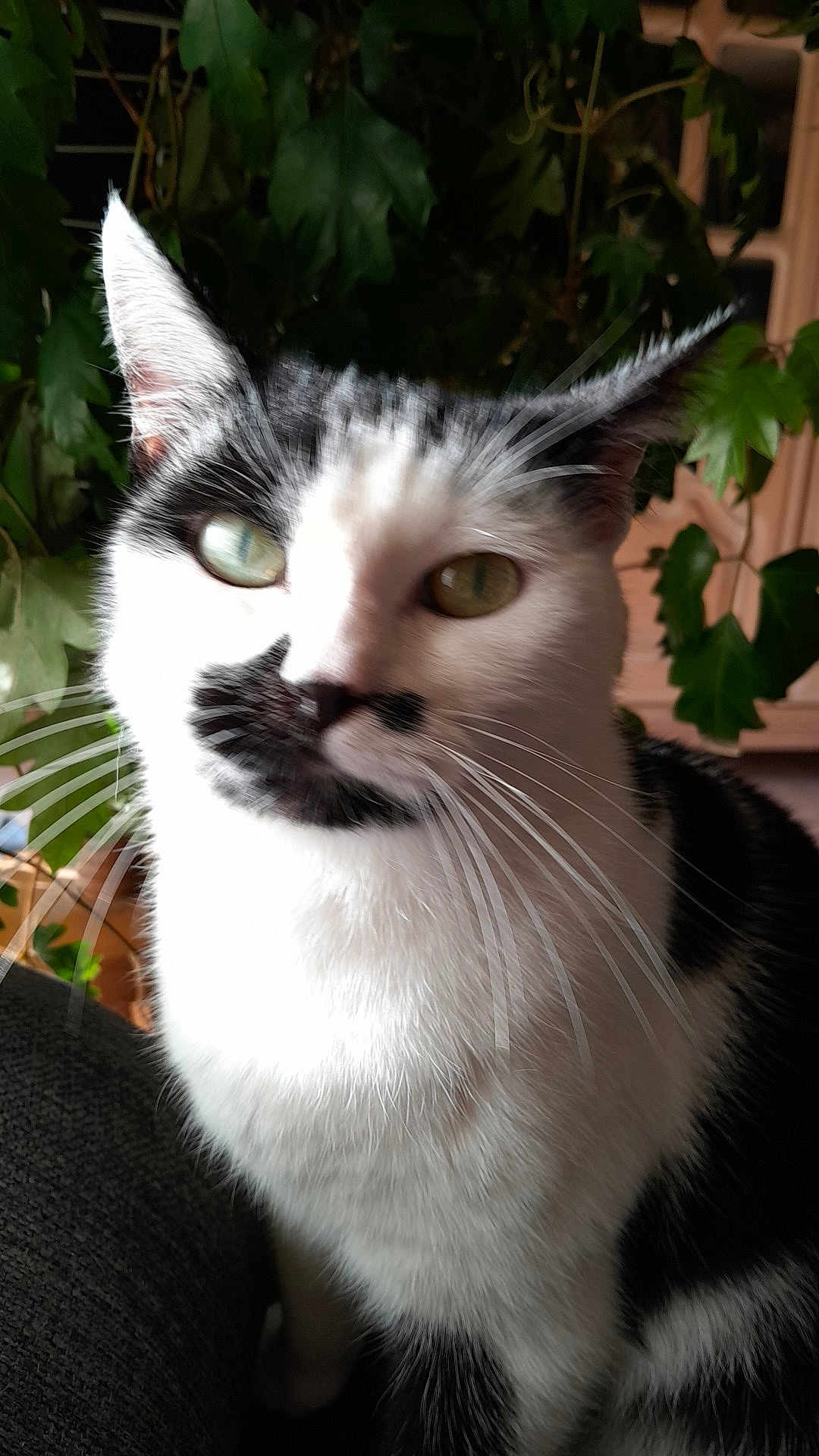 Molly participe au concours pour gagner de l'argent avec cette photo : cat, black_and_white, indoor, plant, leaf, close_up, pet, whiskers, fur, animal, green_eyes, domestic_cat, sitting, feline, nature, houseplant, portrait, cute, mammal, companion