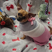 Pepper is registered to the contest to win money with this photo: animal, brown_moose, candy_cane_pattern, cozy, cute, dog, festive, green_dinosaur, holiday_blanket, indoor, pet, pink_bow, plush_toys, portrait, small_dog, snowman_pattern, soft_texture, sweater, toy, white_bear