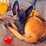 Blaz a rejoint le concours — aidez-le/la à gagner de superbes lots ! animal, black, blanket, brown, comfort, couch, cozy, dog, ears, fur, german_shepherd, heart_emoji, home, indoor, looking, pet, relaxed, resting, stuffed_toy, tail