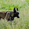 dog, canine, animal, outdoor, field, grass, greenery, nature, harness, alert, pet, mammal, walking, sunlight, summer, portrait, side_view, ears_up, tan, black