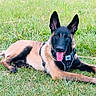 alert, animal, belgian_malinois, black_face, canine, dog, domestic_animal, ears_up, field, friendly, grass, harness, lying_down, mammal, nature, outdoor, pet, playful, summer, tongue_out