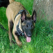 Blaz participe au concours pour gagner de l'argent avec cette photo : dog, belgian_malinois, grass, tree, outdoor, nature, canine, pet, animal, walking, tongue_out, ears_up, greenery, daylight, playful, alert, harness, muzzle, closeup, summer